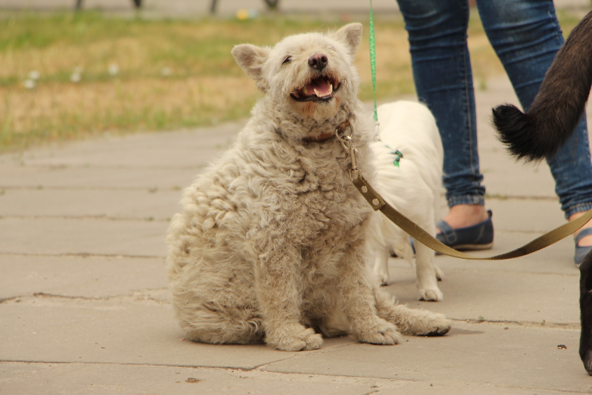 В Запорожье отправили на стерилизацию 5 бездомных собак (фото)