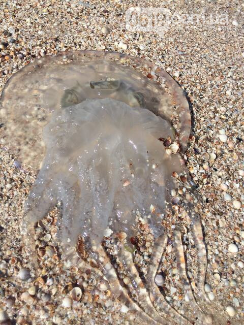 На запорожских курортах обнаружили ядовитых медуз