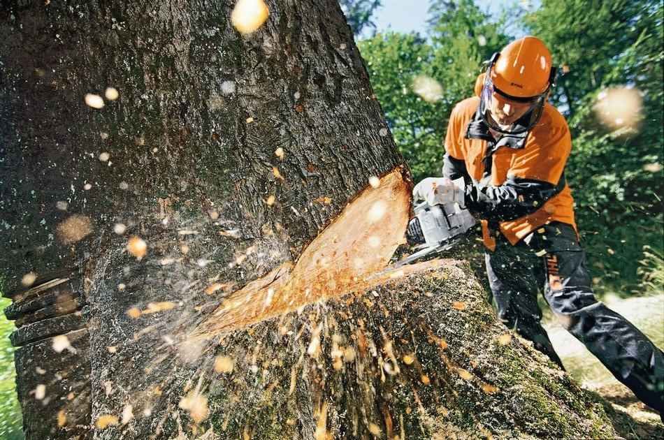 В Запорожье вырубят большое количество деревьев и построят заправку