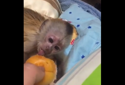 В зоопарке на запорожском курорте маленькая обезьяна, от которой отказалась ее мама, кушает свой первый в жизни абрикос (Видео)