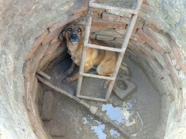 В Запорожской области собака упала в колодец: спасатели вытащили животное из опасности (Фото)