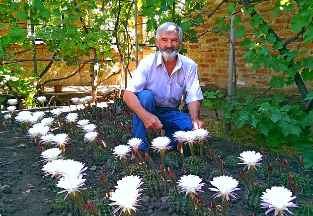 Пенсионер из Запорожской области вырастил плантацию кактусов (Фото)