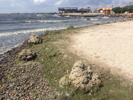 Зеленые гниющие водоросли атаковали пляжи запорожского курорта (Фото, видео)