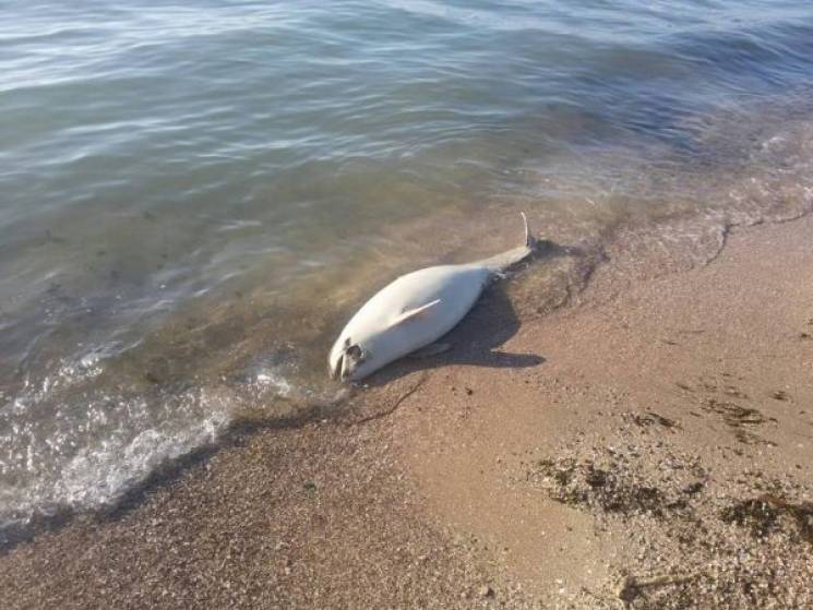 В Запорожской области на пляж выбросило мертвого азовского дельфина (ВИДЕО)