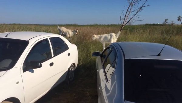 Курьез: на запорожском курорте по иномаркам прыгали…козлята (Видео)