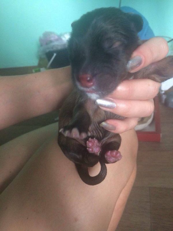 В Запорожье ищут хозяев для выброшенного новорожденного щенка (Фото)