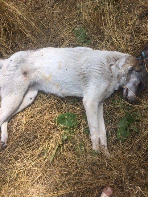 В Заводском районе Запорожья неизвестный застрелил собаку (Фото)