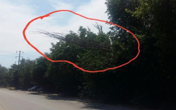 Соцсеть: в Коммунарском районе Запорожья горожане рискуют стать жертвами аварийного дерева (Фото)