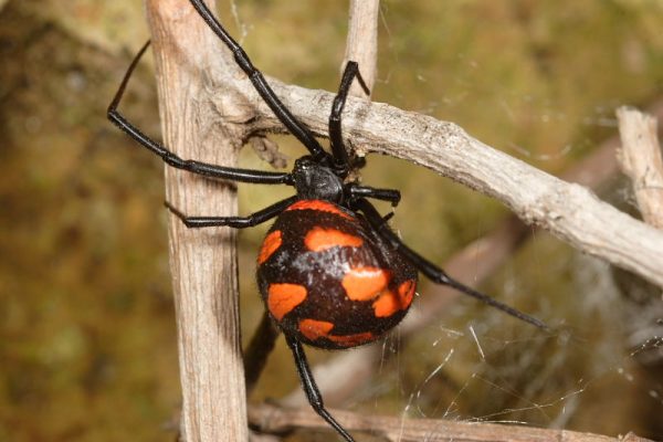Жители Запорожской области на своих участках все чаще встречают ядовитых пауков: как уберечься от их укусов