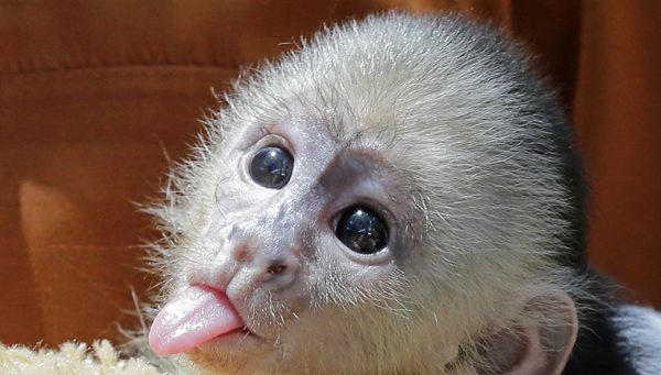 В сети появилось фото подросшей обезьянки из зоопарка в Запорожской области, от которой отказалась мама (Фото)