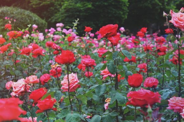 Следующей весной в Запорожье расцветут тысячи роз. На клумбах установили антивандальное ограждение (Фото)