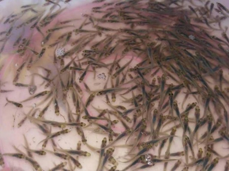 Итоги работы рыбохраны Запорожья за полгода: 176 рейдов, почти тысяча нарушений