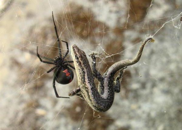 Яд каракурта в 15 раз сильнее яда гремучей змеи: запорожцев предупреждают о нашествии опасных пауков