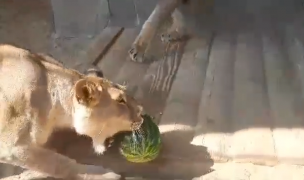 В зоопарке Запорожской области львы играли арбузом в футбол (Видео)