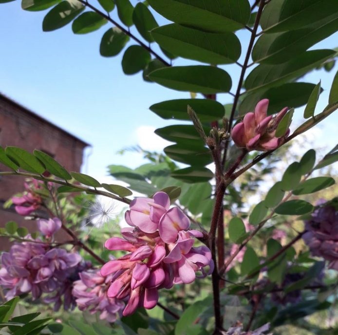 Фотофакт: августовская жара жителям Запорожской области снова подарила цветение дерева
