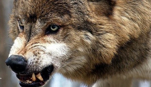 В Запорожской области волки нападают на домашний скот: от диких животных пострадало уже четыре хозяйства