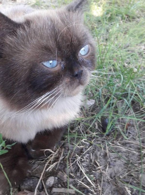 В Запорожье разыскивают хозяев потерявшегося сиамского кота (Фото)