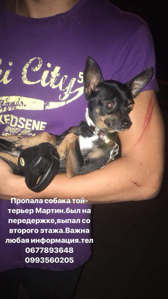 В Запорожье ищут собачку, которая выпрыгнула со второго этажа и убежала (Фото)