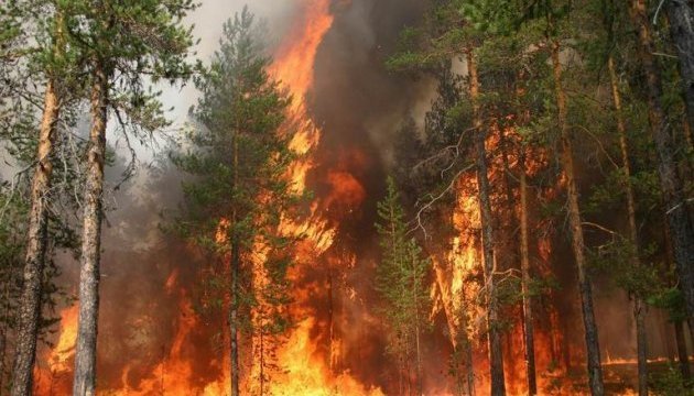 Масштабный пожар на запорожском курорте уничтожил более половины гектара сосен (Фото, видео)