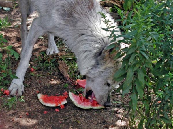 Волки-вегетарианцы: на огородах в Запорожской области жаждущие животные съедают арбузы