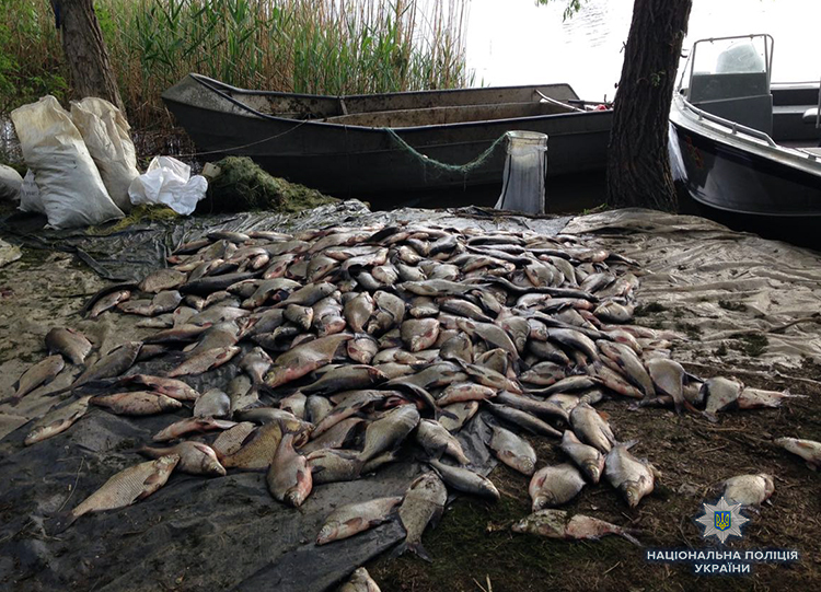 Четыре жителя Запорожской области нанесли ущерб рыбному хозяйству Украины на общую сумму 215 696 гривен