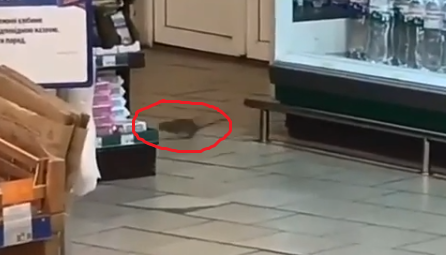 В одном из супермаркетов Запорожья водятся крысы (Видео)
