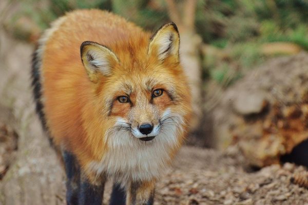 В запорожском районе орудуют дикие лисы: животное искусало двух дачников
