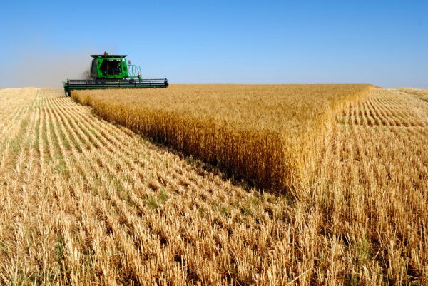 Засуха в Запорожской области привела к неурожаю зерновых