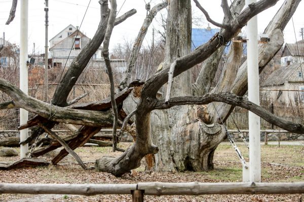 Запорожский 700-летний дуб пойдет на дрова, – депутат