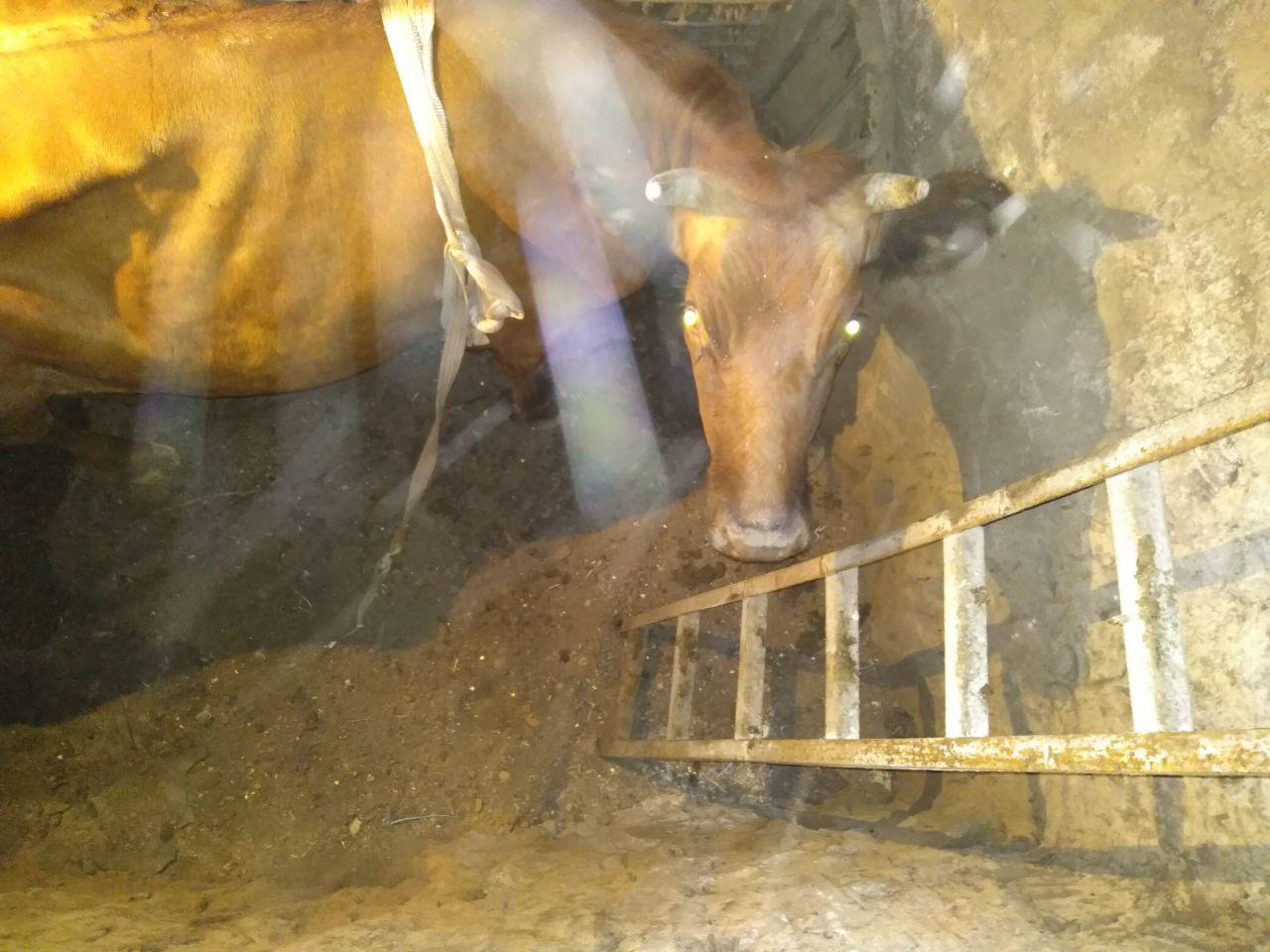 У Запорізькій області рятували корову з підвалу – вона “не проходила” у люк (фото)