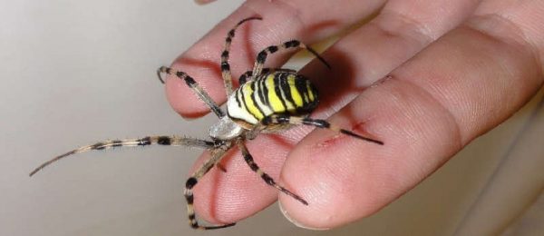 Жителей Запорожья и области предупреждают о ядовитых пауках: куда обращаться после укуса?