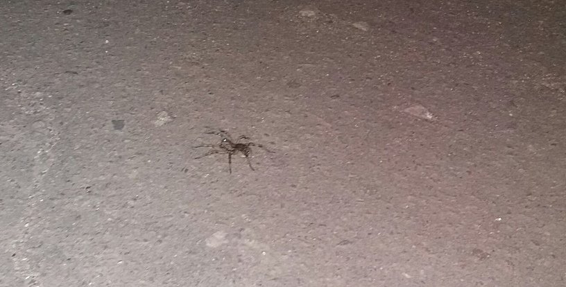 У одному з міст Запорізької області навала павуків (фото)