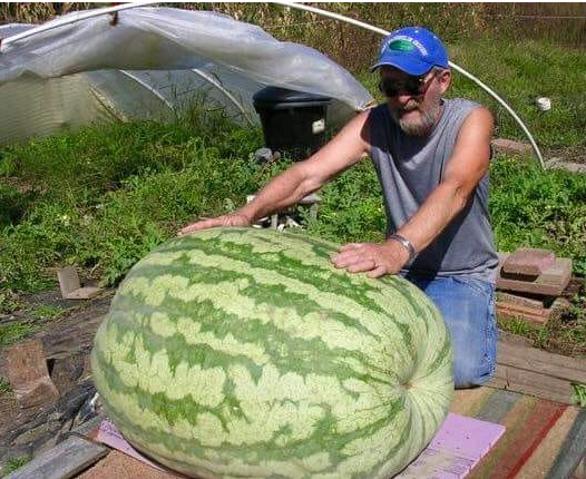 Фотофакт: в соседней от Запорожья области вырастили самый большой в мире арбуз