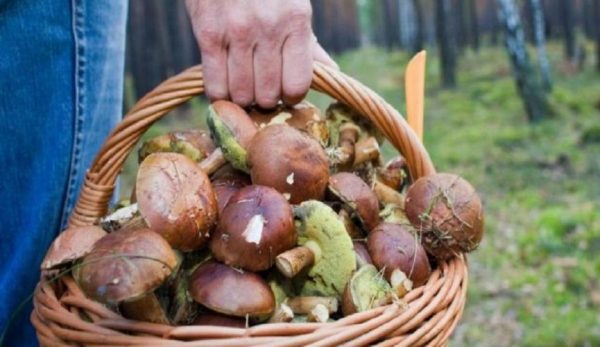 Несмотря на предупреждения, жители Запорожской области продолжают собирать грибы: 5 человек отравились
