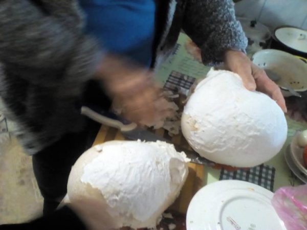 На участке жителя запорожского курорта вырос 2-х килограммовый гриб дождевик (Видео)