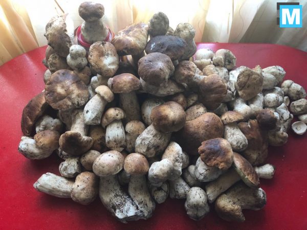 Грибной сезон в разгаре: житель Запорожской области собрал сотню “королевских” грибов