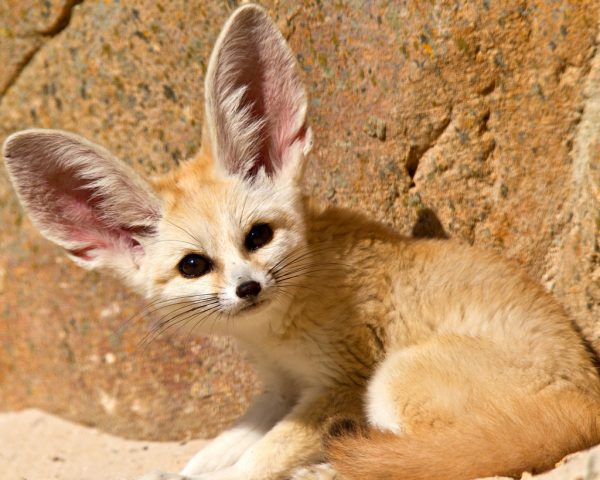 В сети появились кадры забавной миниатюрной лисицы в зоопарке Запорожской области (Видео)