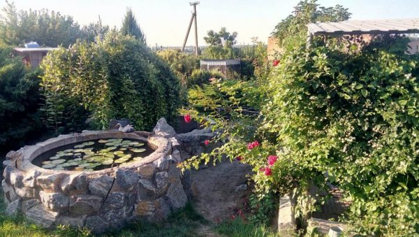 Жительница Запорожской области превратила свой двор в ботанический сад (Фото)