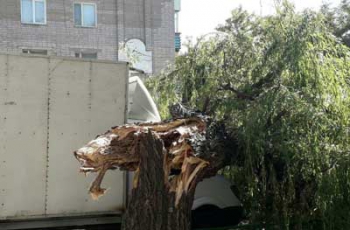 Фотофакт: в Запорожской области на кабину авто упало большое дерево