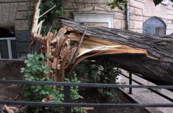 В Запорожской области бушевала непогода: деревья падали на дома и проезжую часть (Фото)