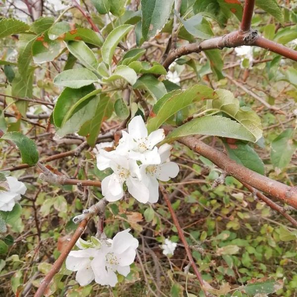 Фотофакт: в Запорожье цветет яблоня
