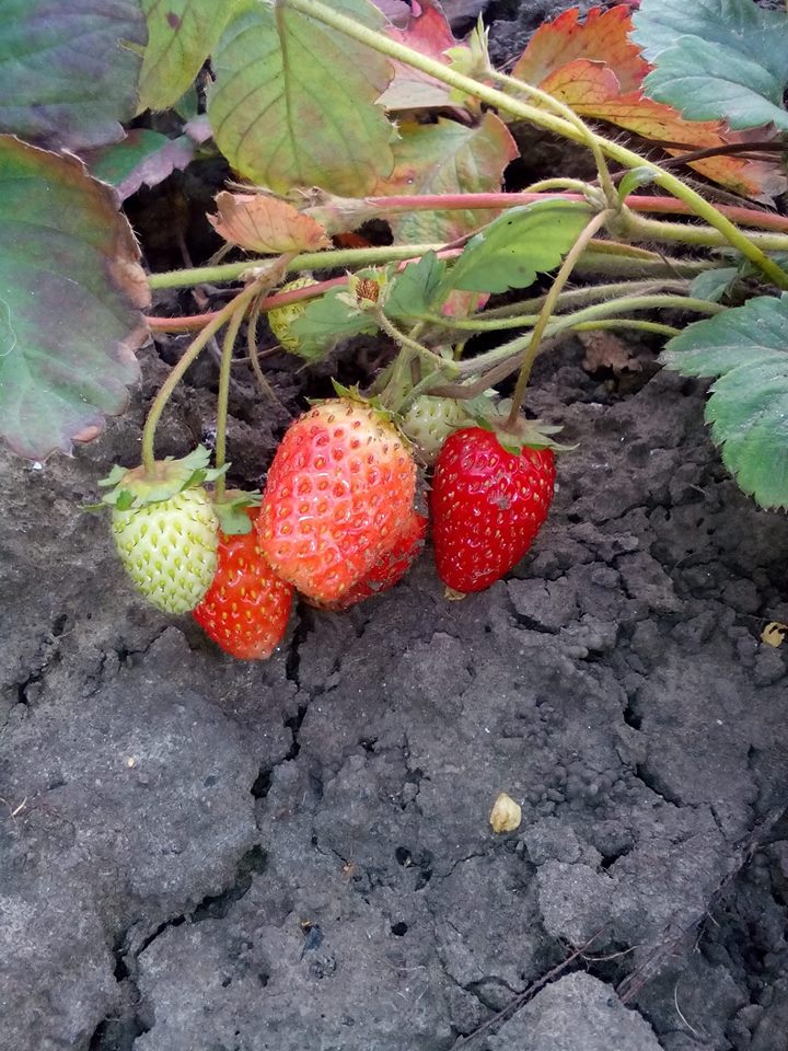 В Запорожье поспели летние ягоды (Фото)
