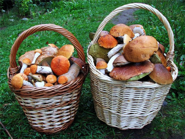 В Запорожской области продолжают травиться самостоятельно собранными грибами