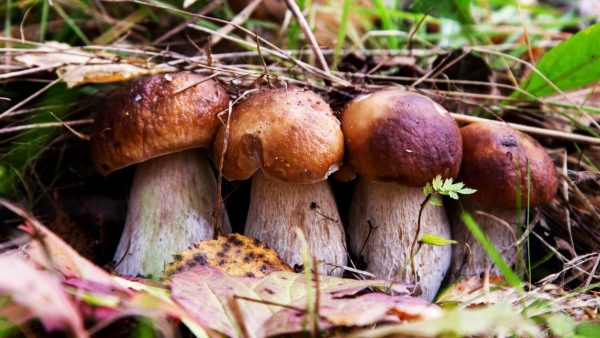“В Запорожской области не растут грибы, пригодные в пищу”, – Госпотребслужба