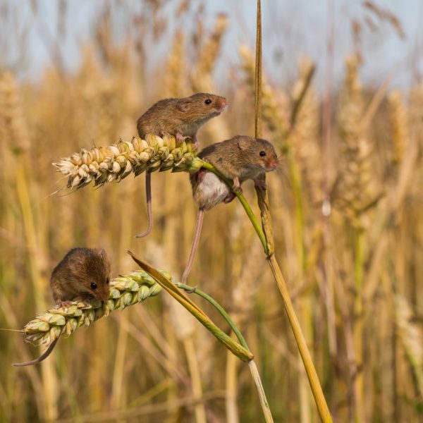 Поля и огороды в Запорожской области атаковали мыши