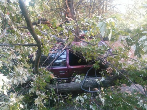 В Запорожье огромное дерево рухнуло на легковушку: авто получило серьезные повреждения (Фото)