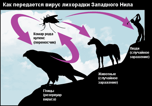 Лихорадка Западного Нила: 8 человек из Запорожской области подхватили экзотическое инфекционное заболевание