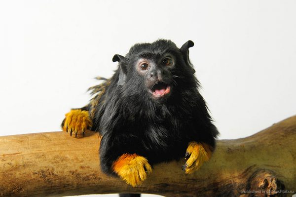 В сети появился снимок краснорукой обезьяны из зоопарка в Запорожской области (Фото)