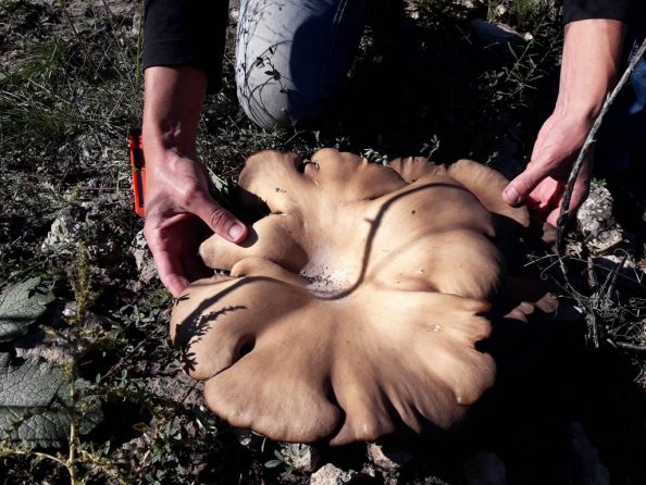 Фотофакт: житель Запорожской области нашел огромный гриб