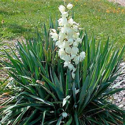 Фотофакт: в Запорожской области зацветает летнее растение
